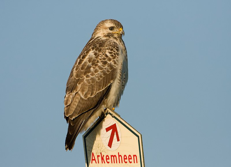 Buteo buteo Buizerd Common Buzzard